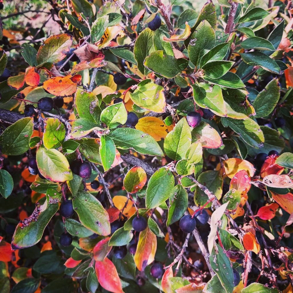 Chokeberry thrives in the Stiles African American Heritage Gardens in Five Points, Denver