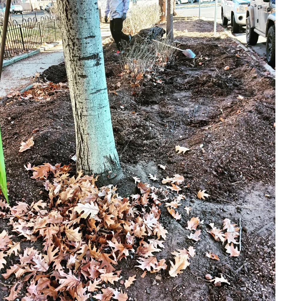 Nitrogen rich Oak leaves act as fertilizer at the Stiles African American Heritage Gardens