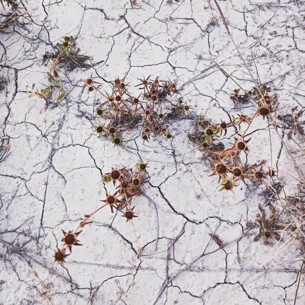 Lee Lee: photograph - Native plants going to seed from the cracked earth of abandoned Acequia above Blanca, Spain