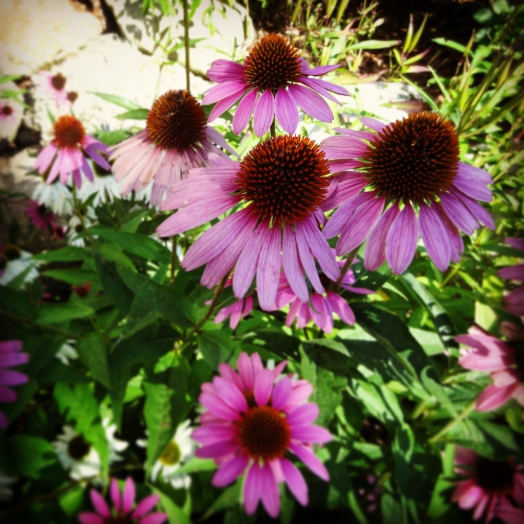 Lee Lee - photo of Echinacea taken at the SEED den, an incubator for creative acts of restoration in Denver, Colorado