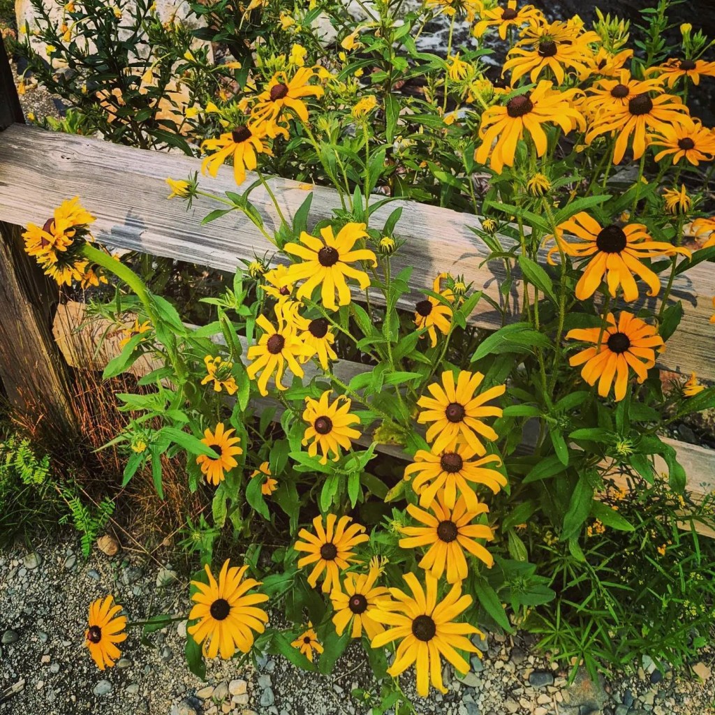Lee Lee: photograph of Rudbekia hirta or Black Eyed Susan