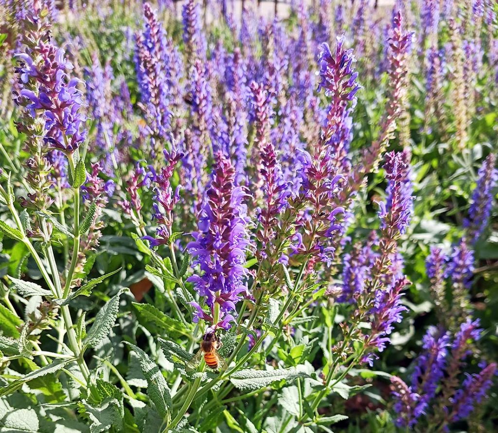 Salvia is late season forage for bees at the Stiles African American Heritage Gardens in Five Points, Denver
