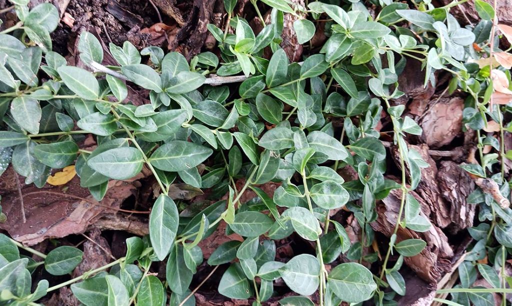 Vinca thrives in the dry shade at the Stiles African American Heritage Gardens in Five Points, Denver