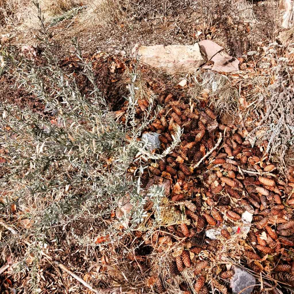 Lee Lee - photograph of the winter gardens around the Distillery: an arts incubator in Taos, New Mexico
