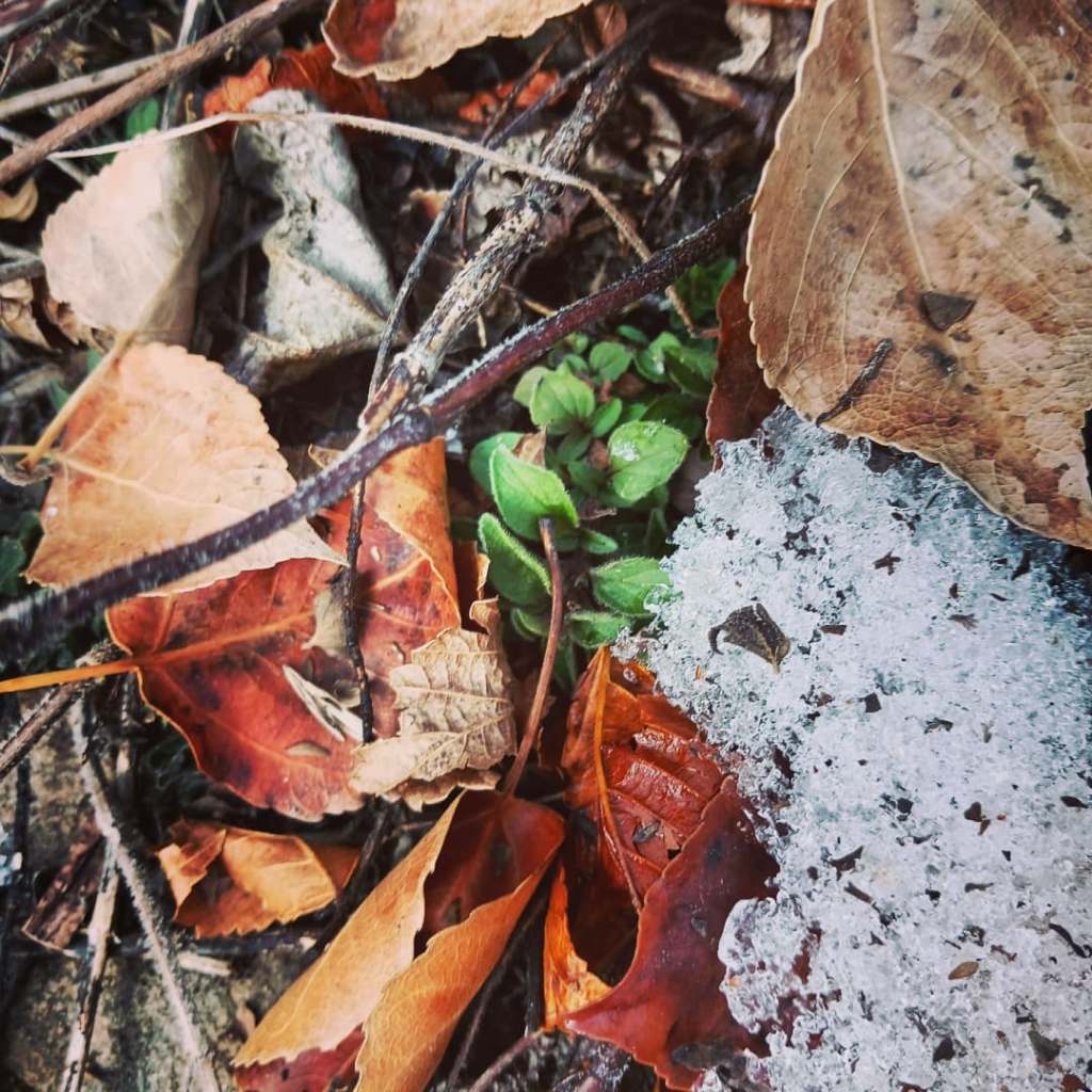 Lee Lee - photograph of the winter gardens around the Distillery: an arts incubator in Taos, New Mexico