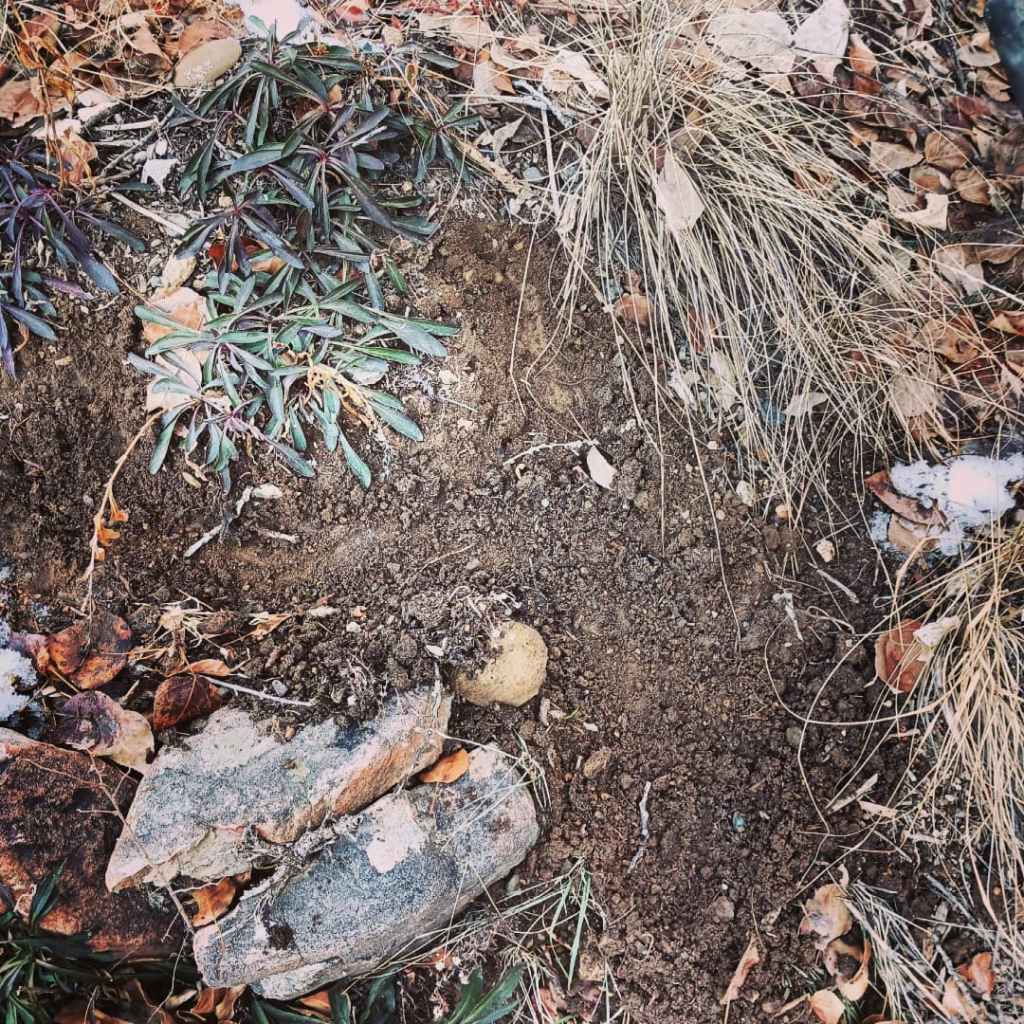 Lee Lee - photograph of the winter gardens around the Distillery: an arts incubator in Taos, New Mexico