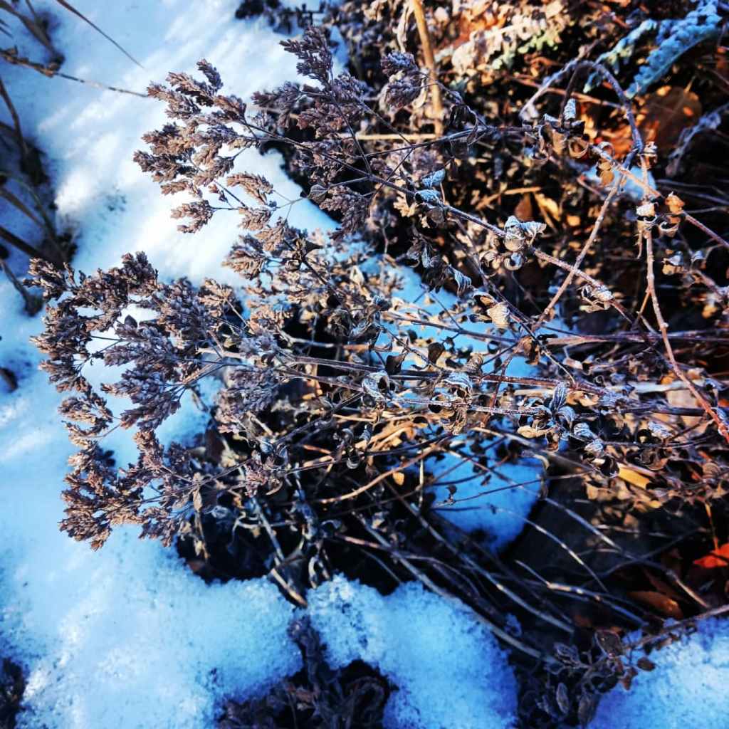 Lee Lee - photograph of the winter gardens around the Distillery: an arts incubator in Taos, New Mexico
