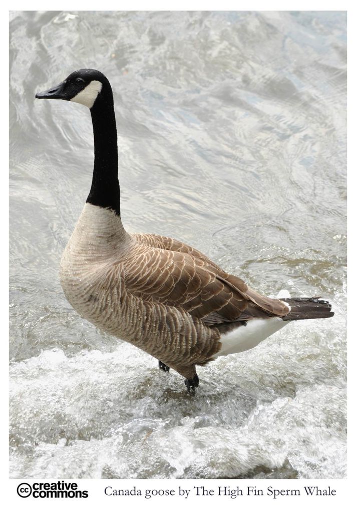 Canada Goose - open source photograph by the High Fin Sperm Whale
