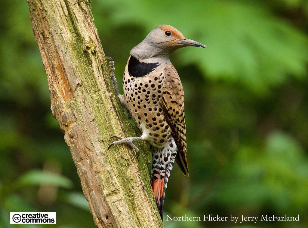 Northern Flicker - open source photograph by Jerry McFarland