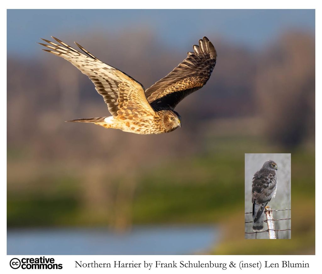 Northern Harrier - open source photographs by Frank Schulenburg & Len Blumin
