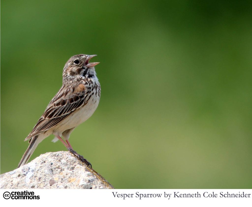 Vesper Sparrow - open source photograph by Kenneth Cole Schneider