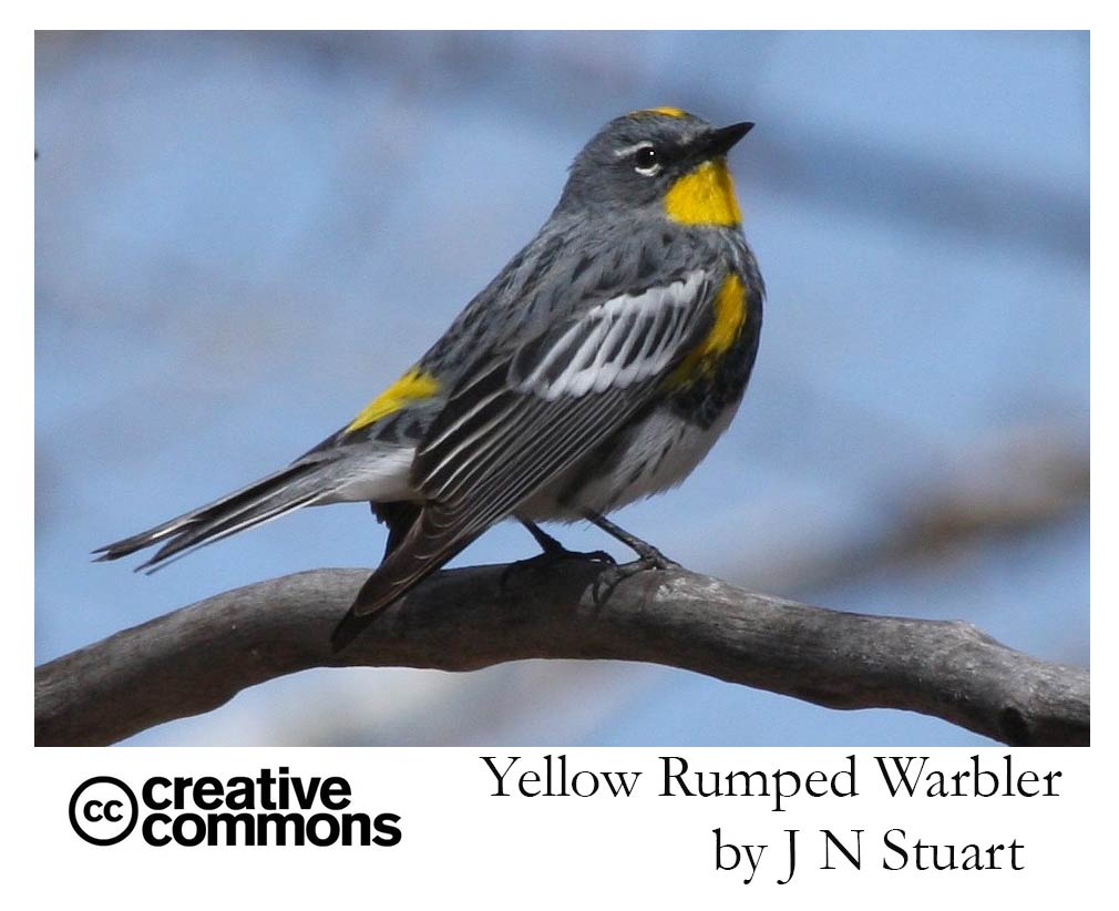 Yellow rumped warbler - open source image by JN Stuart