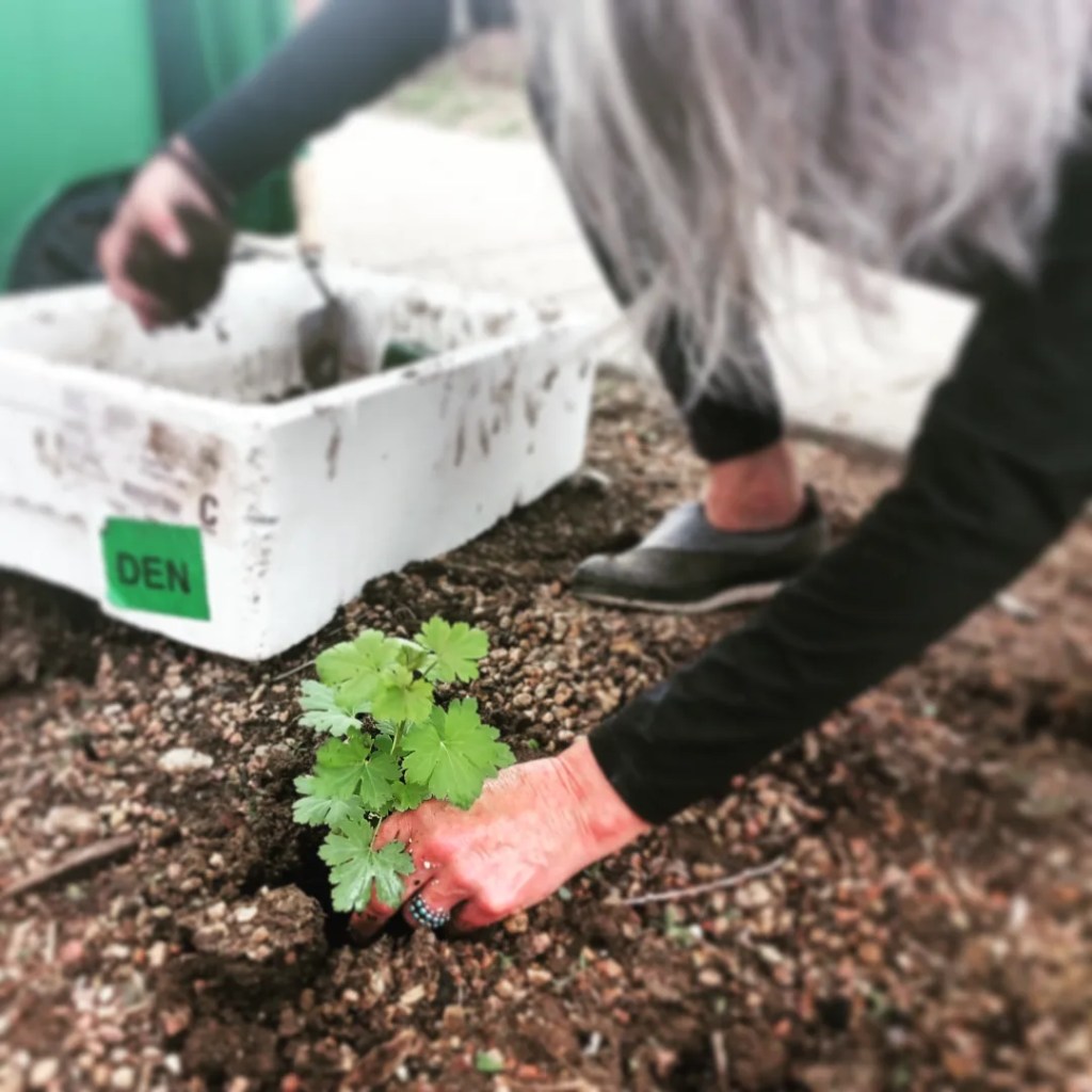 Front Range Wild Ones helped plant the Stiles African American Heritage Gardens in Five Points, Denver to honor Madam CJ Walker on Mother's Day
