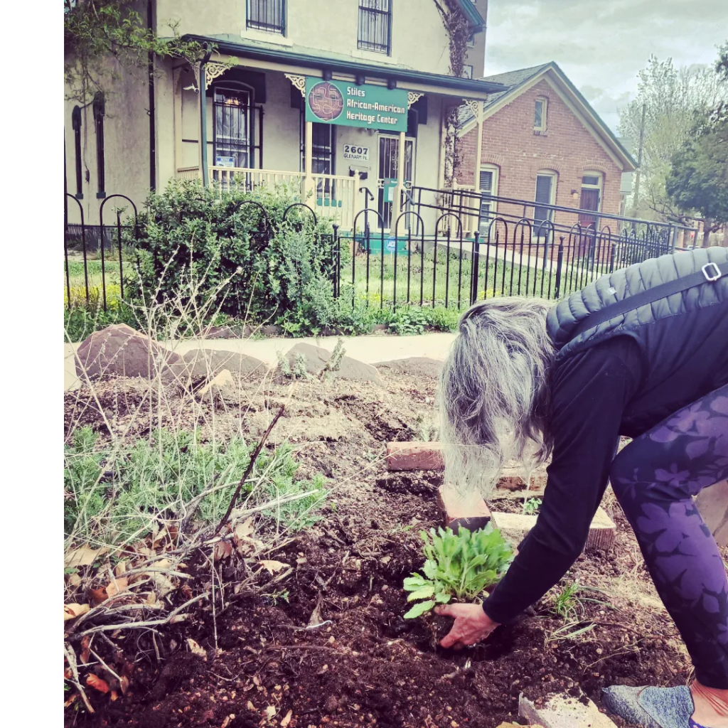 Front Range Wild Ones helped plant the Stiles African American Heritage Gardens in Five Points, Denver to honor Madam CJ Walker on Mother's Day