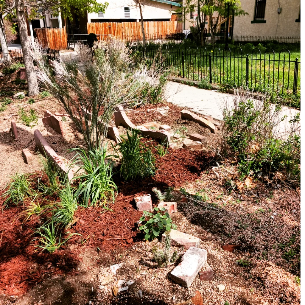 Front Range Wild Ones helped plant the Stiles African American Heritage Gardens in Five Points, Denver to honor Madam CJ Walker on Mother's Day