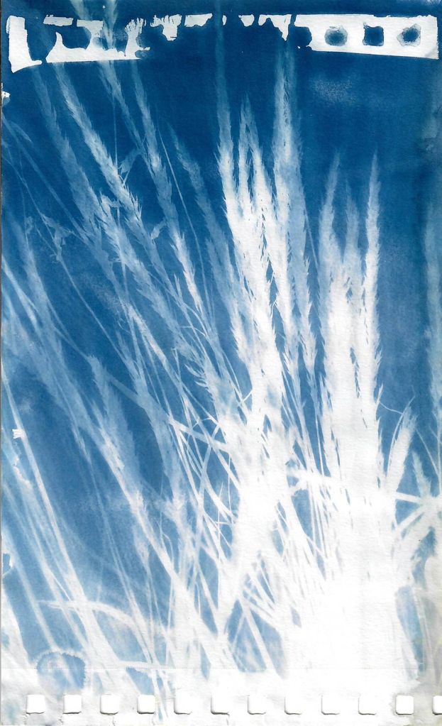 Lee Lee - Junegrass
field Cyanotype created during native seed collection at Pike Forest with the Colorado Native Plant Society