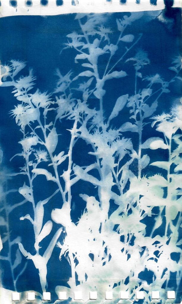 Lee Lee - Asters
field Cyanotype created during native seed collection at Pike Forest with the Colorado Native Plant Society