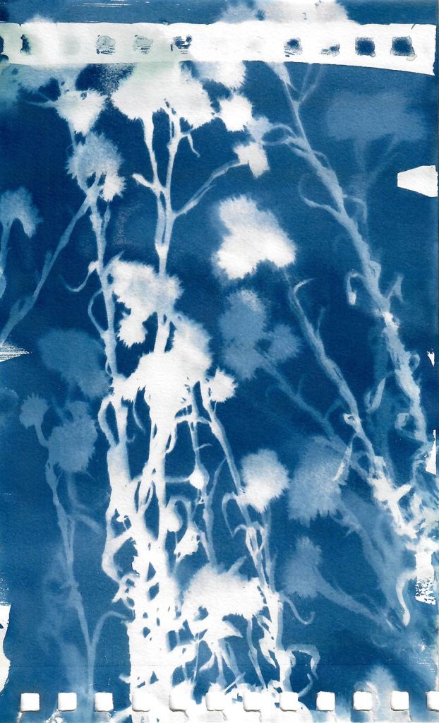 Lee Lee - Pussytoes
field Cyanotype created during native seed collection at Pike Forest with the Colorado Native Plant Society