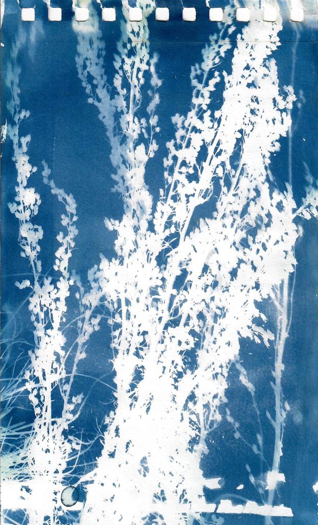 Lee Lee
field Cyanotype created during native seed collection at Pike Forest with the Colorado Native Plant Society