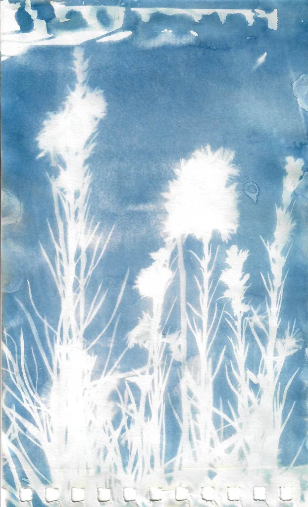 Lee Lee - chamisa
field Cyanotype created during native seed collection at Pike Forest with the Colorado Native Plant Society