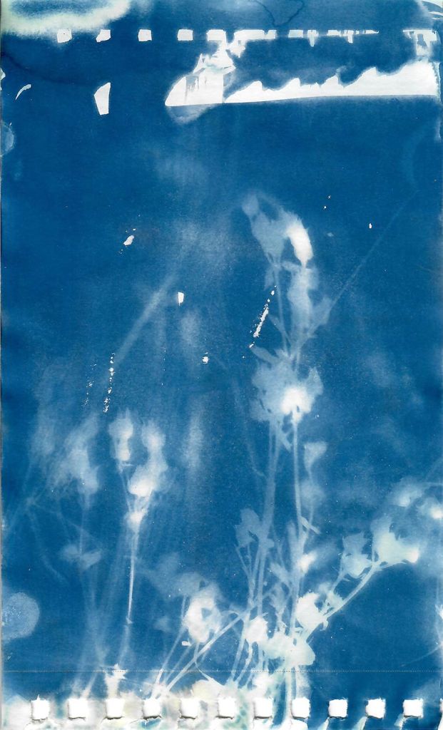 Lee Lee - cinquefoil
field Cyanotype created during native seed collection at Pike Forest with the Colorado Native Plant Society
