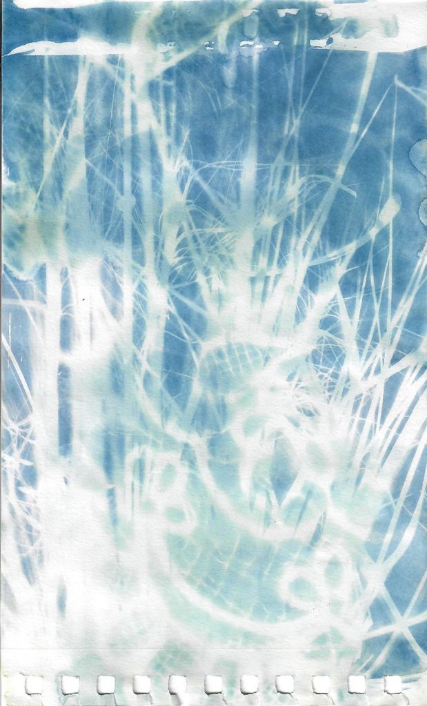 Lee Lee
field Cyanotype created during native seed collection at Pike Forest with the Colorado Native Plant Society