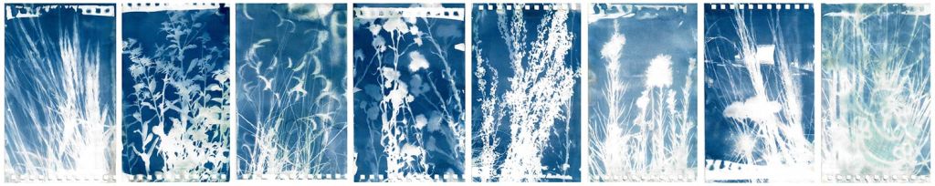 Lee Lee
field Cyanotype created during native seed collection at Pike Forest with the Colorado Native Plant Society
