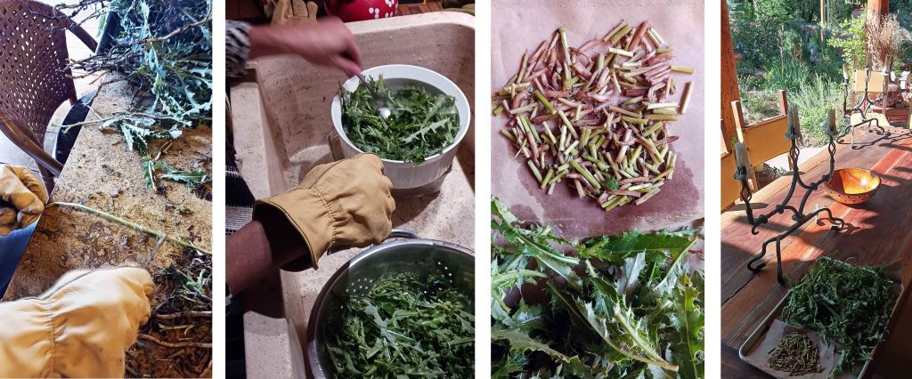 Daniela Jules Garza prepares garden thistle for tea by stripping the stems & washing leaves.