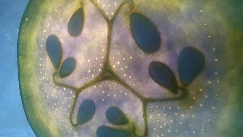 Julia Ruth Claus – zucchini detail from her mobile of paper sculptures of vegetable cross sections.