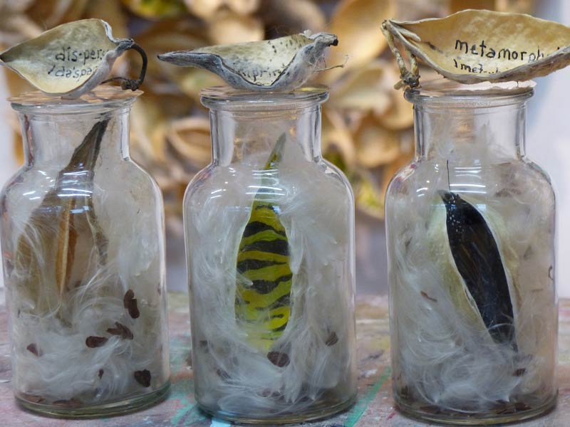 Work in Progress: part of the ‘Reciprocity’ installation being developed in the studio. The gallery installation expressed hope as participants were invited to take a packet of milkweed seeds to scatter and grow, integrating the idea of ‘dispersal’ as an action beyond the gallery confines of the exhibition. Image courtesy of Stephanie Hilvitz