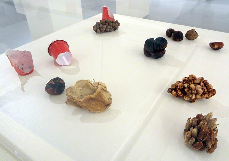 Viviane Le Courtois exhibits a series of seeds nibbled by wildlife found in Rian Kerrane’s compost.