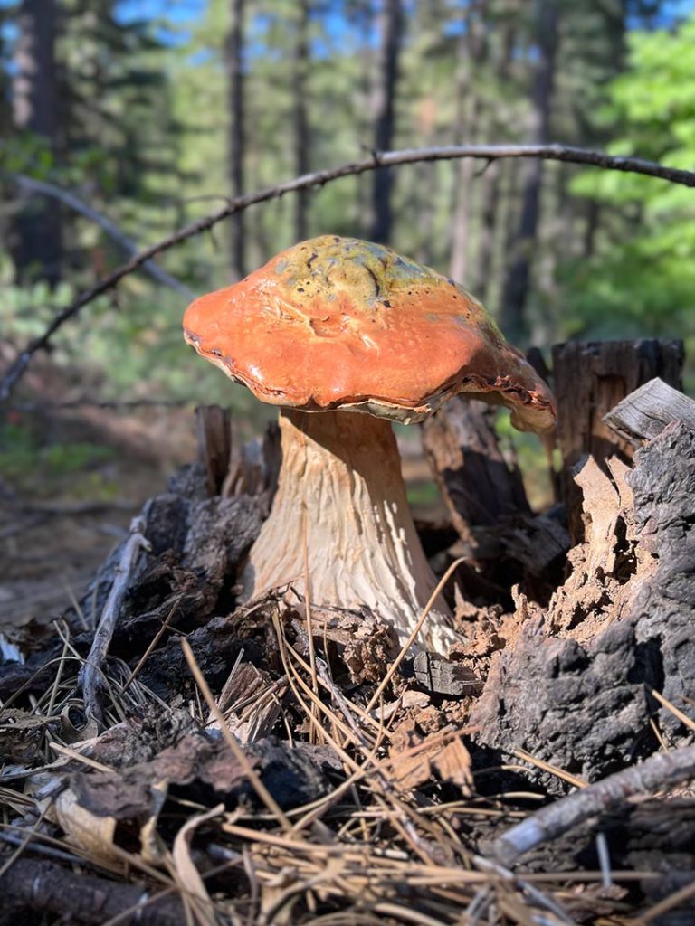 Trevor Coopersmith - Bolete mushroom sculpture